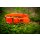 Farm-Land Hunde Halsung Basic signalorange 35