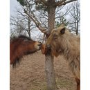 Wildlutscher Leckstein f&uuml;r Pferde und Ponys Getrocknete Karotten 1,6 kg