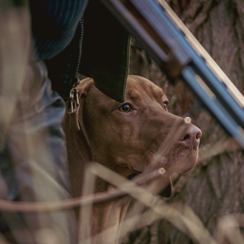 Farm-Land Hunde Reflektorweste